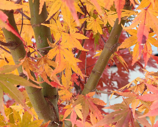 Acer x pseudosieboldianum ' First Flame'