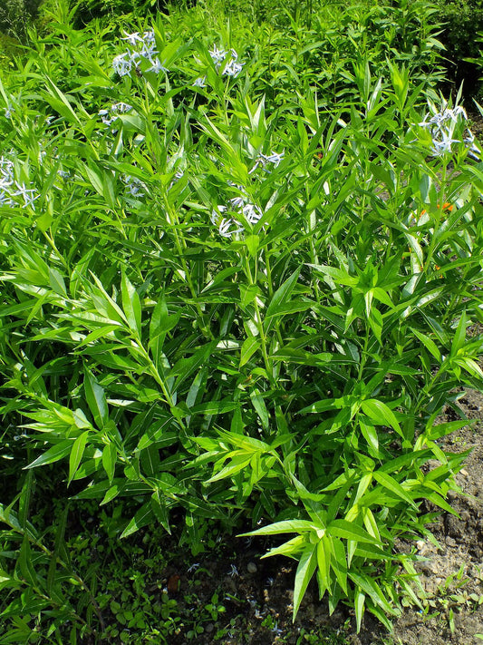 Amsonia tabernaemontana