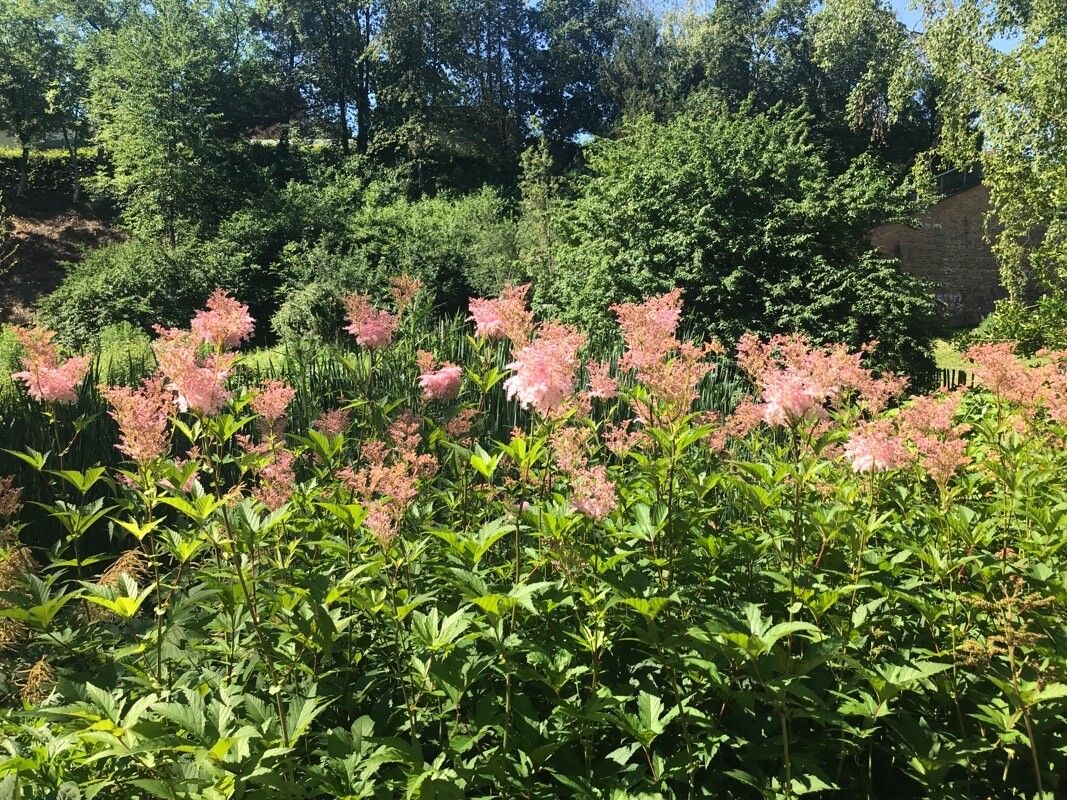 Filipendula rubra