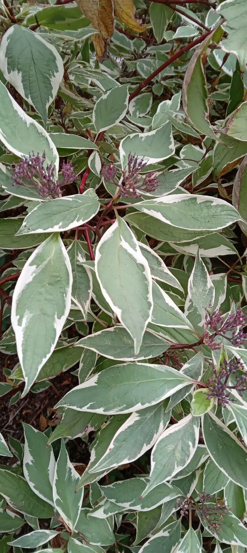 Cornus alba 'Elegantissima'