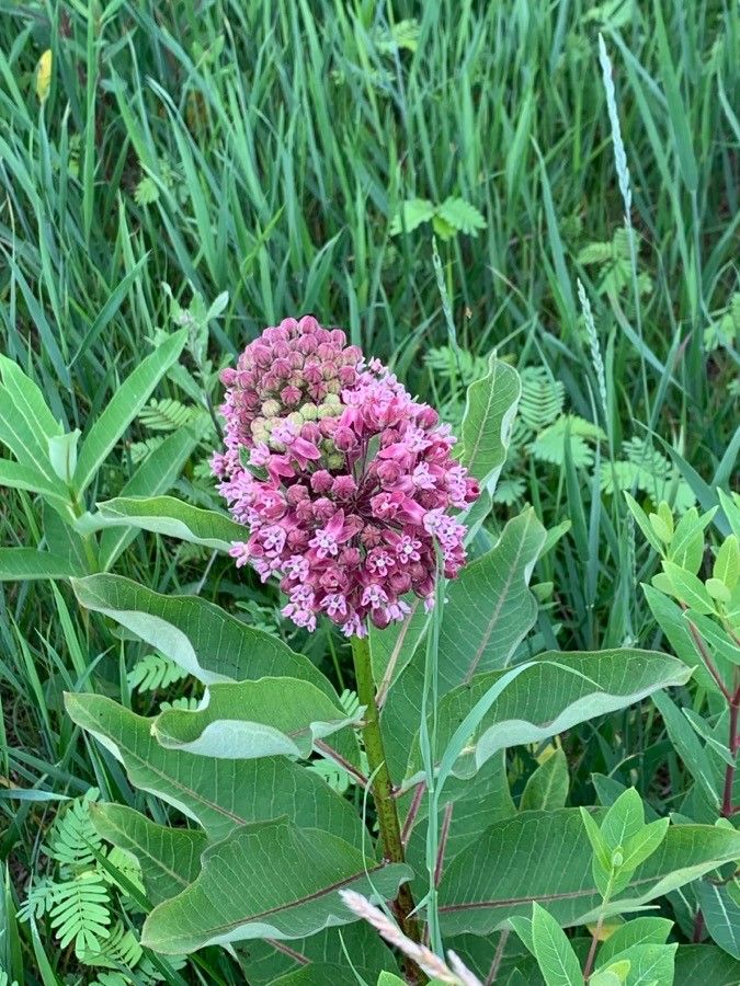 Milkweed, Prairie (Asclepias)