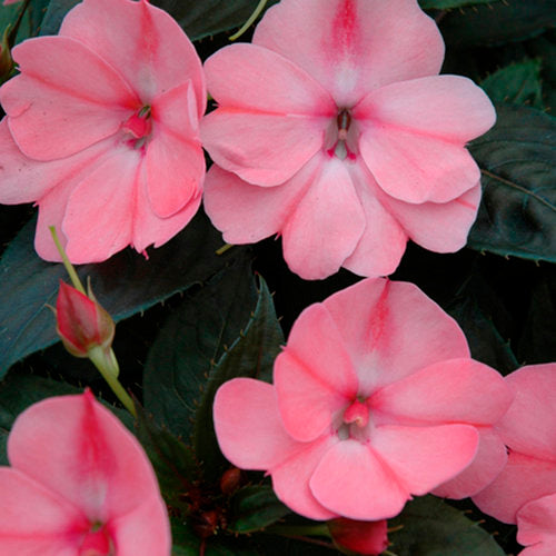 Impatiens x hybrida