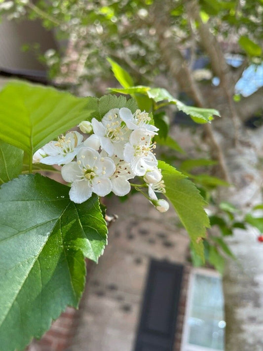 Crataegus v. 'Winter King'