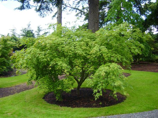 Acer palmatum var. dissectum 'Omurayama'