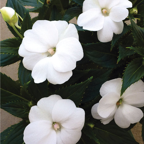 Impatiens x hybrida