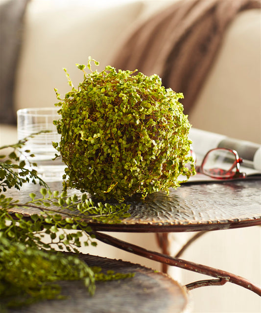 Faux, Moss Orb