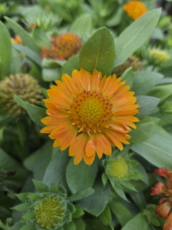 Blanket Flower, Gusto Orange Zest (Gallardia)