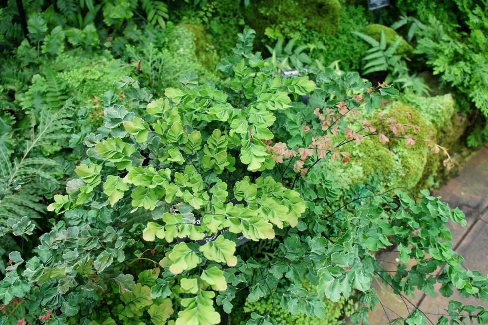 Adiantum raddi. 'Pacific Maid'