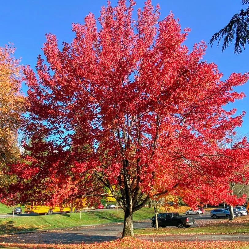Maple, Red (Acer)