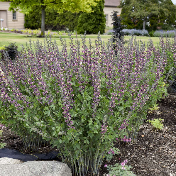 False/ Wild Indigo 'Grape Escape' (Baptisia)