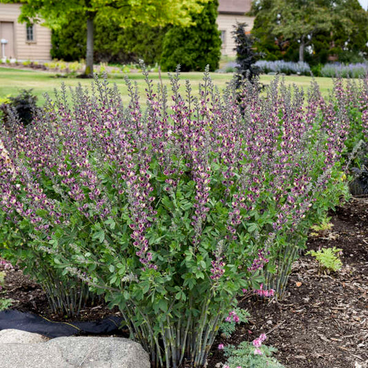False/ Wild Indigo 'Grape Escape' (Baptisia)