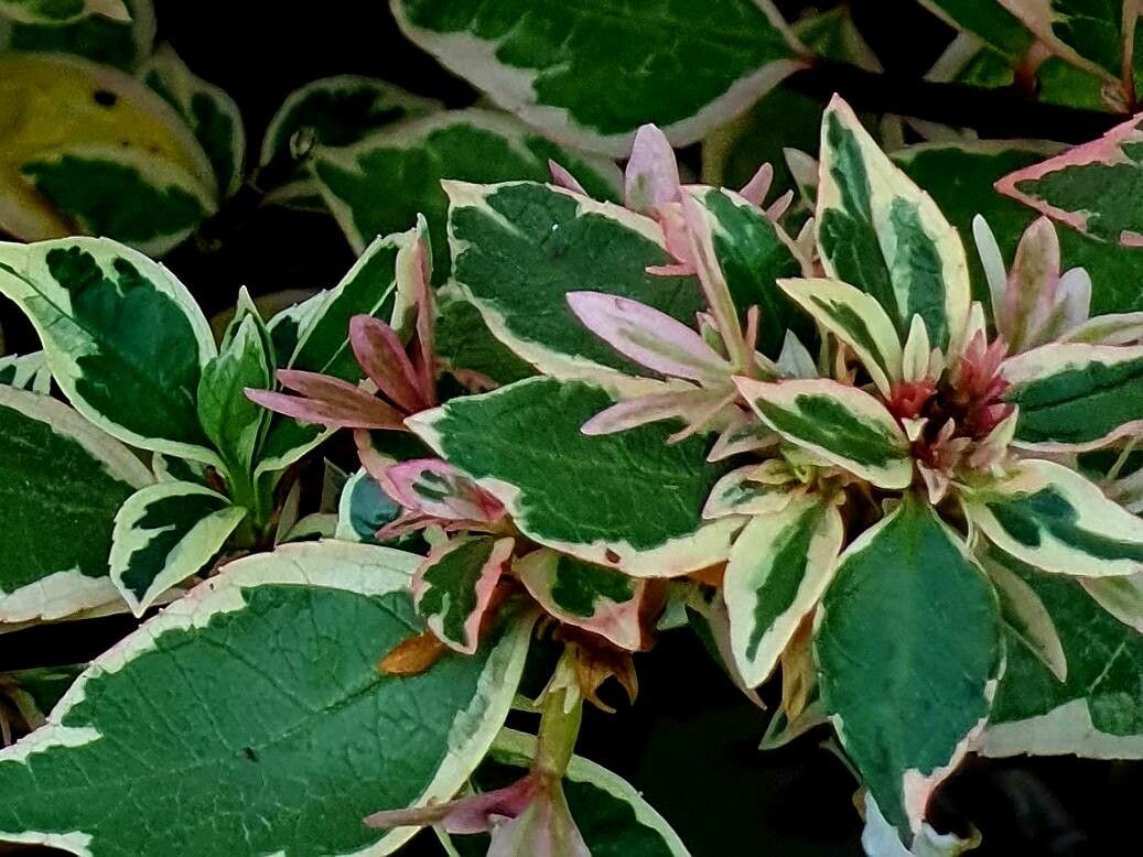 Cornus alba 'Cherry Vodka'