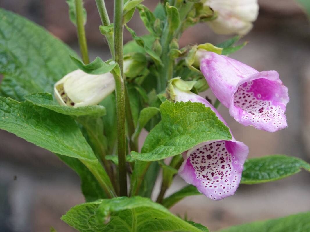 Digitalis purpurea 'Camelot Lavender'