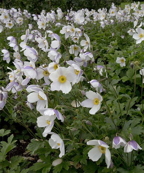 Anemone x hybrida 'Wild Swan'