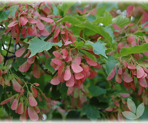 Acer tataricum s. ginn. 'Flame'