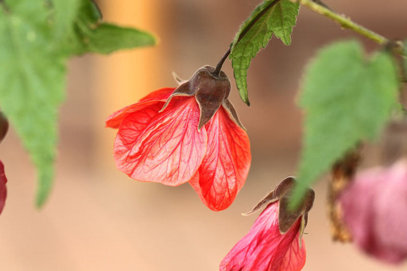 Flowering-Maple, Tropical (Abutilon)
