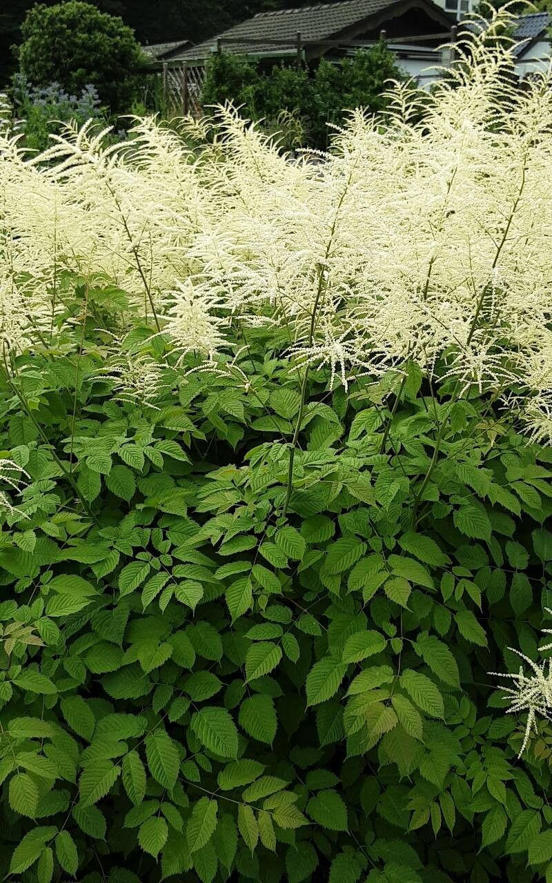 Aruncus dioicus