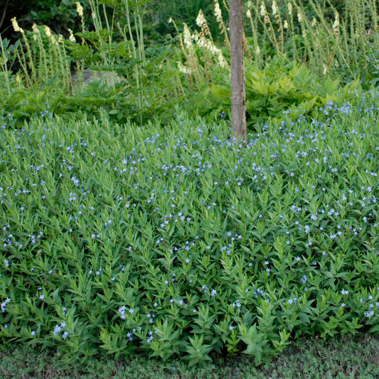 Amsonia 'Blue Ice'