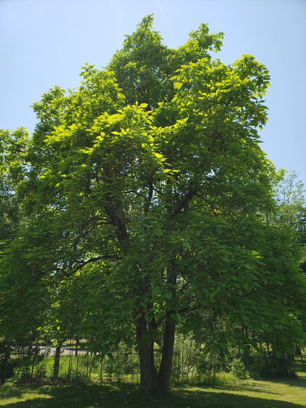 Catalpa speciosa