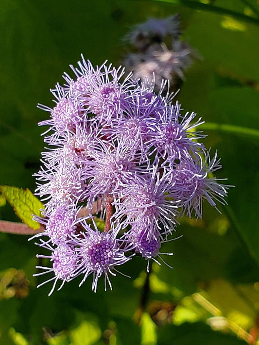 Mistflower, Blue (Conoclinium)