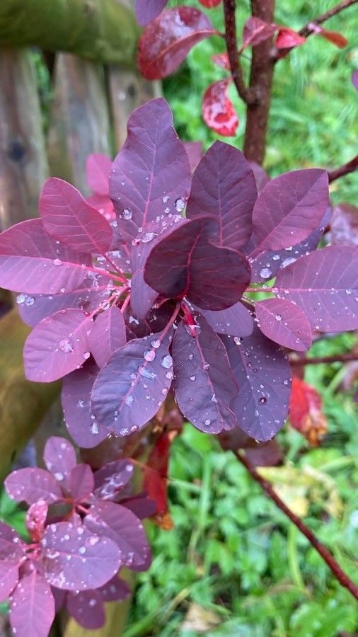 Cotinus coggygria 'Velveteeny'