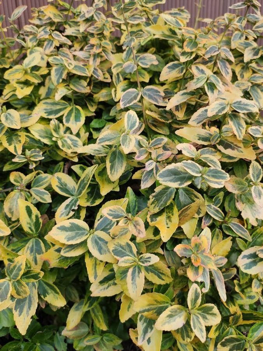 Euonymus fortunei 'Sunrise'