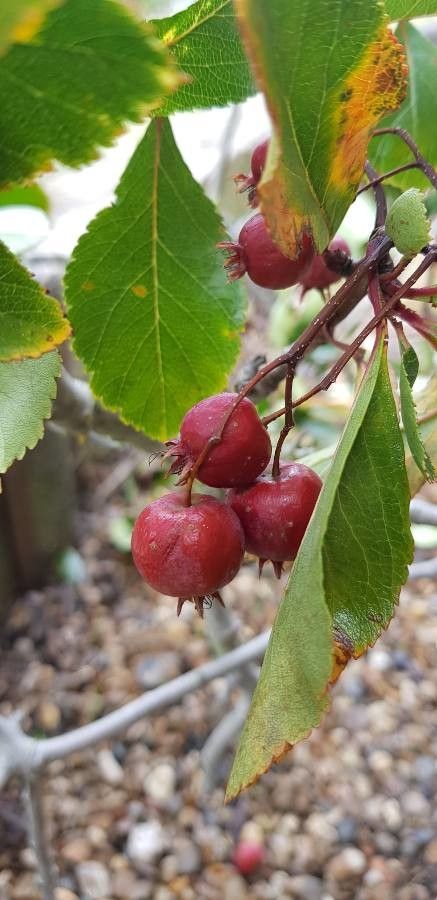 Crataegus crus-galli 'Crusader'