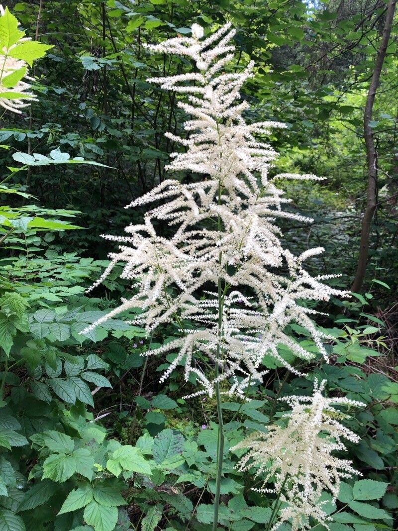 Aruncus dioicus