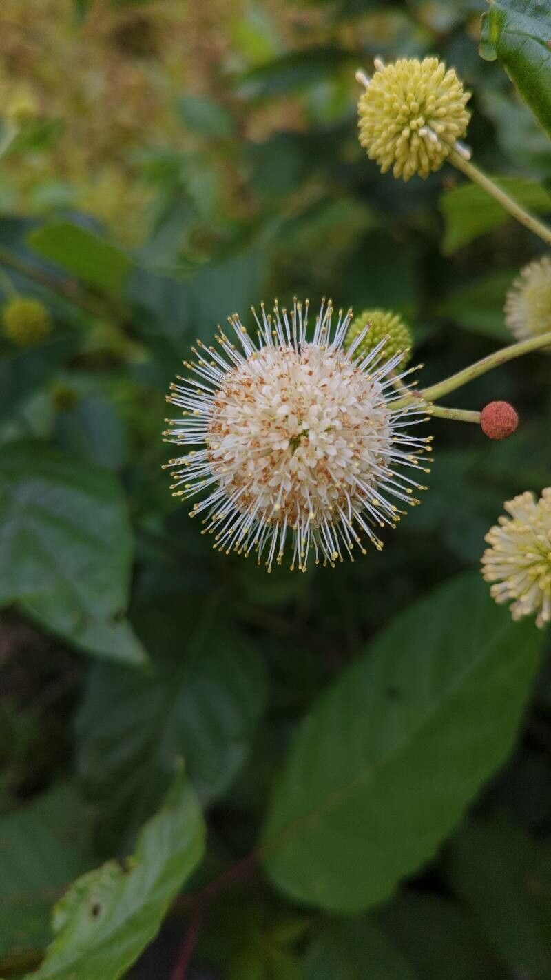 Button Bush 'Magical Moon' (Cephalanthus)