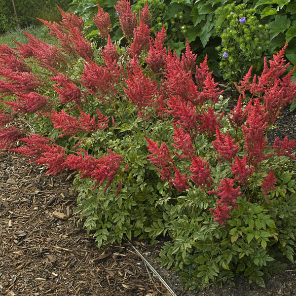 False Goat's Beard / False Spirea 'August Light' (Astilbe, German)