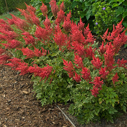 False Goat's Beard / False Spirea 'August Light' (Astilbe, German)