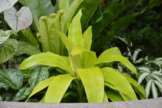 Corn Plant 'Limelight' (Dracaena)