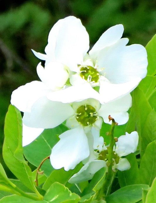 Pearlbush 'Snow Mountain' (Exochorda)