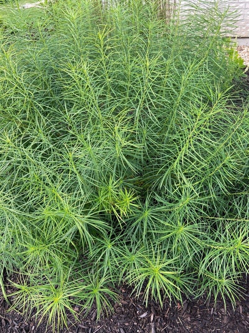 Amsonia hubrichtii