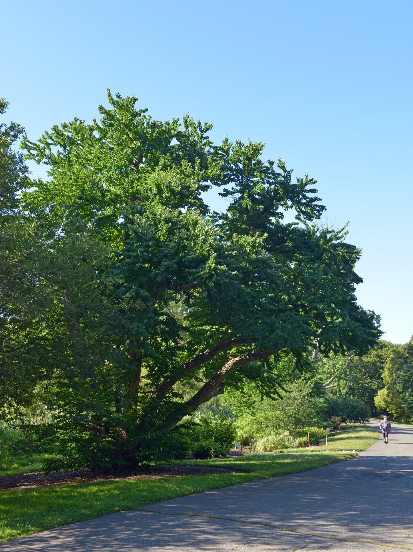 Katsura Tree (Cercidiphyllum)