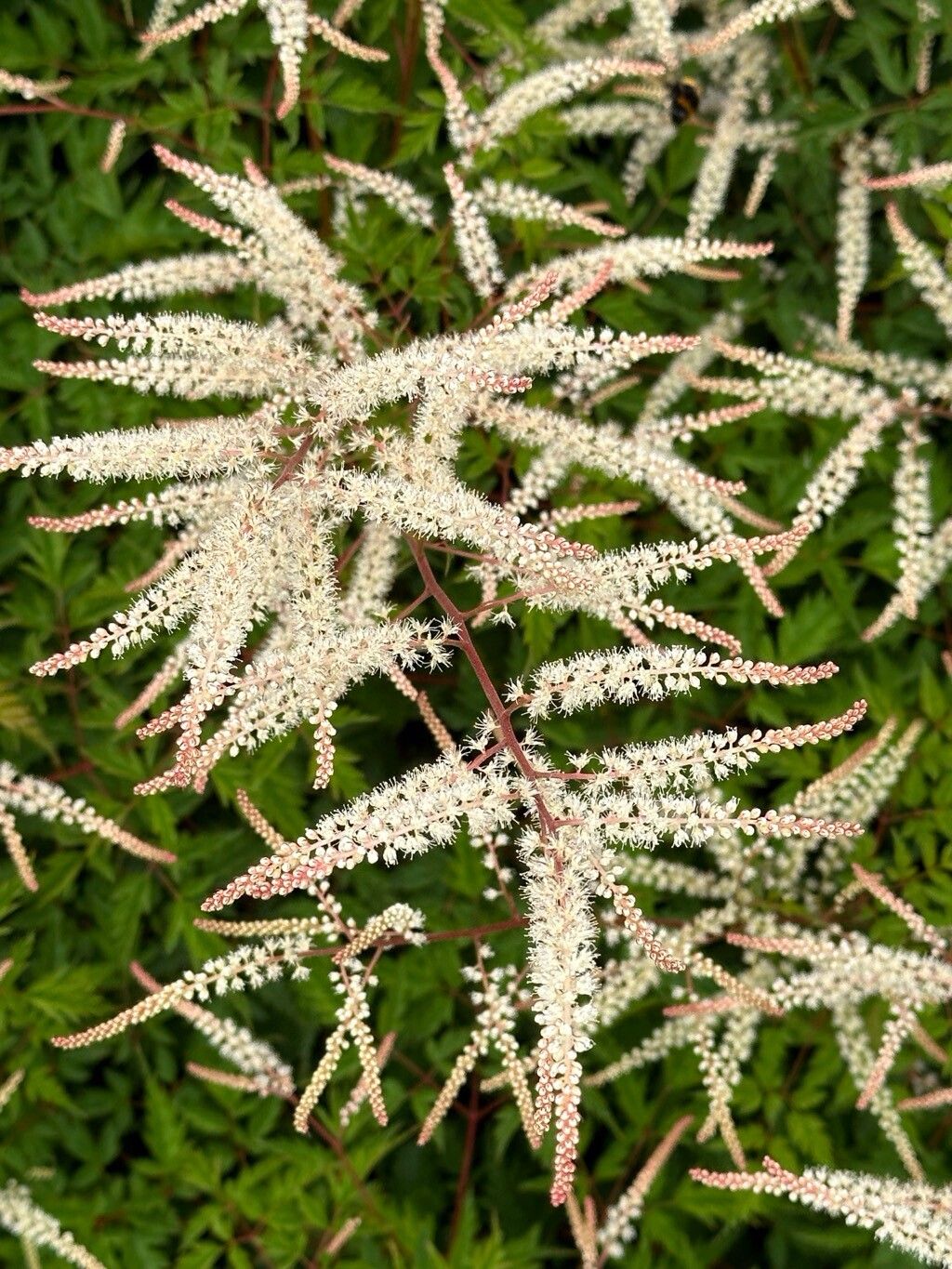 Aruncus dioicus