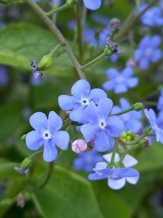 Brunnera maccrophylla