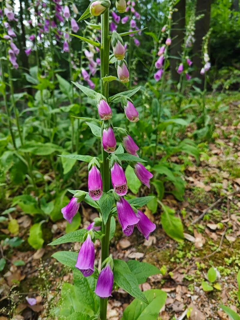 Digitalis purpurea 'Dalmatian Purple'