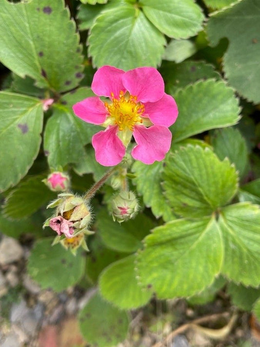 Fragaria x ananassa 'Gasana'