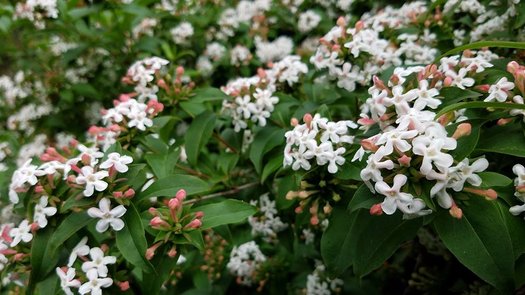 Abelia, Glossy Variegated Dwarf 'Scented Blush' (Abelia)