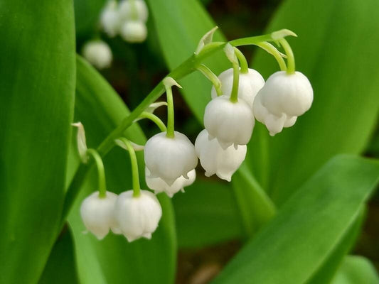 Lily-of-the-Valley (Convallaria)