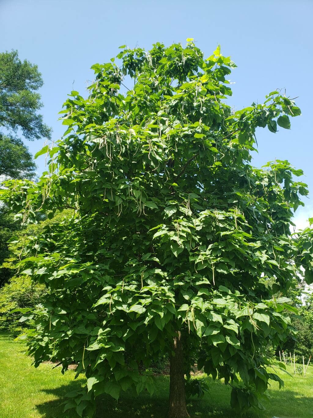 Catalpa speciosa