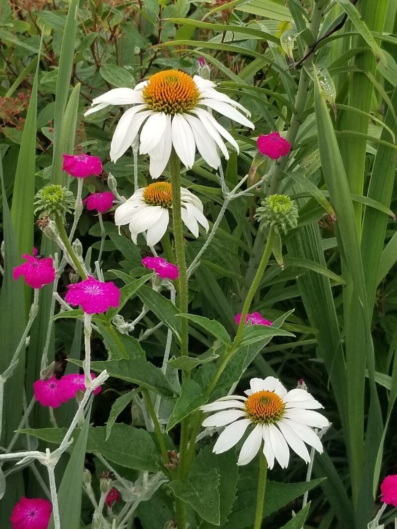 Echinacea purpurea 'Fragrant Angel'