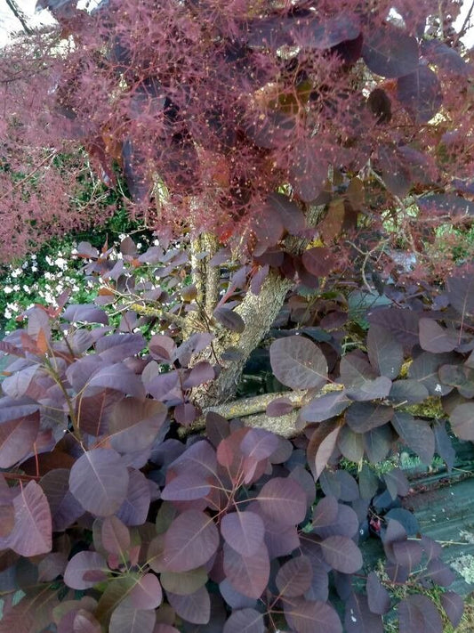 Cotinus coggygria 'Dusky Maiden