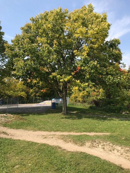 Hackberry (Celtis)