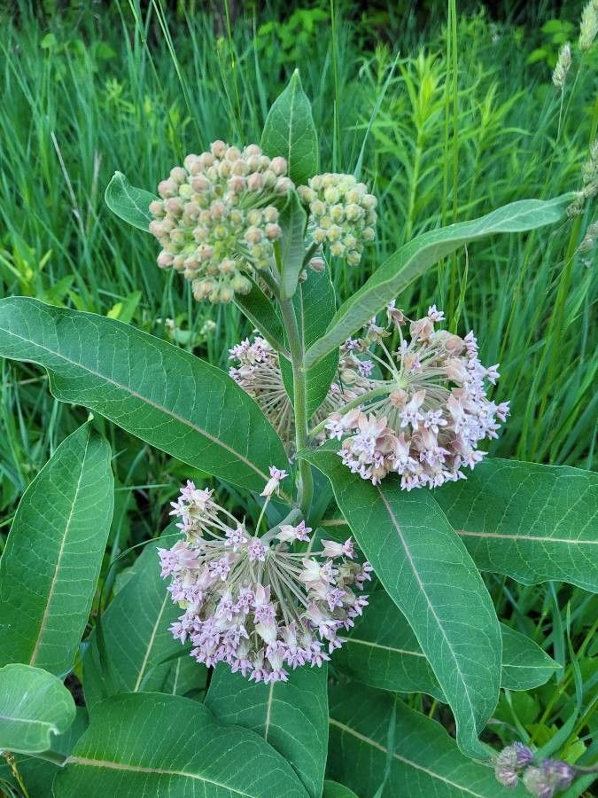 Milkweed, Prairie (Asclepias)