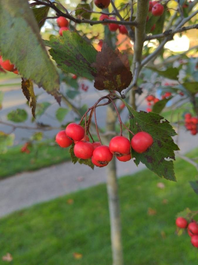 Crataegus v. 'Winter King'