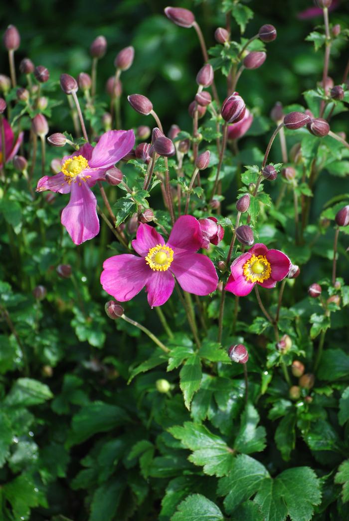 Anemone x hybrida 'Fantasy Red Riding Hood'