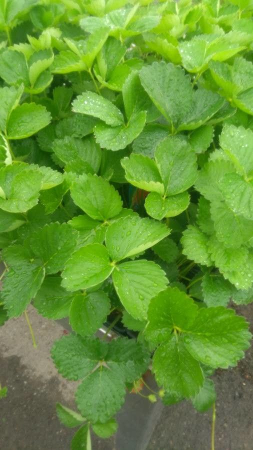 Fragaria x anan. 'Appleblossom'