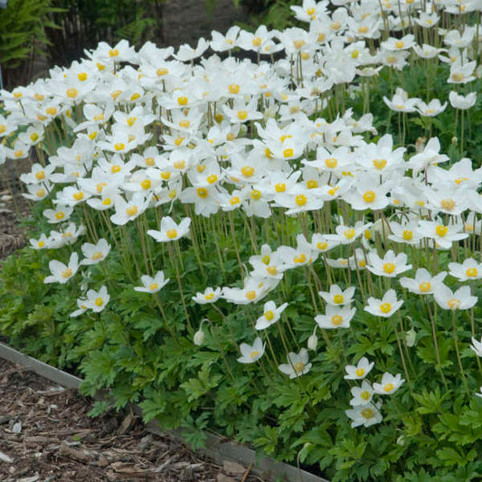 Anemone sylvestris